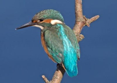 Samedi 2 septembre 2023 – Rallye photo ornithologique